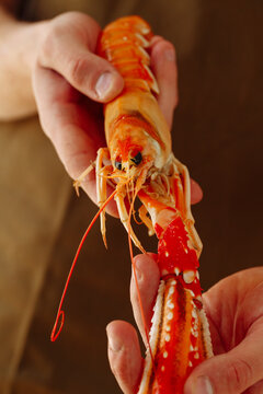 Langoustine