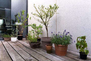 Terrasse, Homeoffice, Pflanzen, Blumen