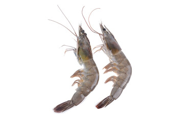  fresh shrimp prawn isolated on white background