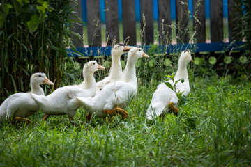 white ducks