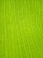 Banana leaf surface full screen as background