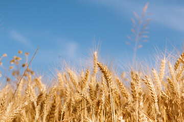 Outdoor concept spot focus of wheat ears in havest season  wheat fileld with copy space