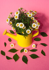 Daisy white flowers in the yellow watering can and jasmine green leaves on pink background. Creative floral concept with simple modern nature background.