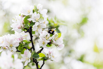 white cherry blossom