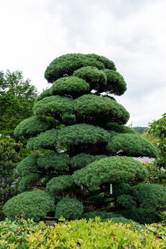 Japanese White Pine (Pinus parviflora) pruned in the park