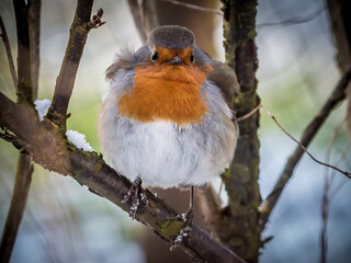 European red robin (Erithacus rubecula) stitting with a in a branch of an red berry bush