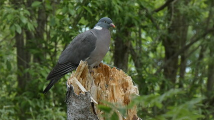 wood pigeon