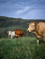 Tres vacas en el campo. Galicia, Espa&ntilde;a.