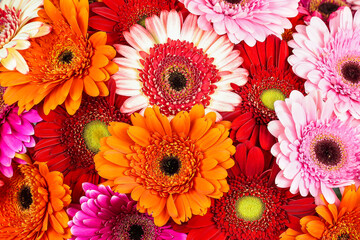  gerbera flower
