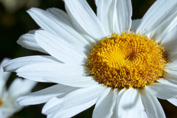 Close-up chamomile daisy flower with yellow nectar. Macro effect photo © XELAR