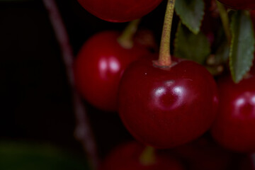 Red cherry fruits hang on branches. Close-up. With copy space.