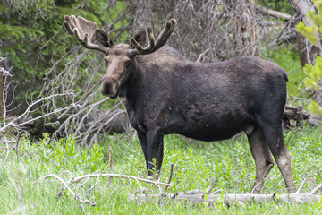 Naklejka na ściany i meble Moose in the Colorado Rocky Mountains