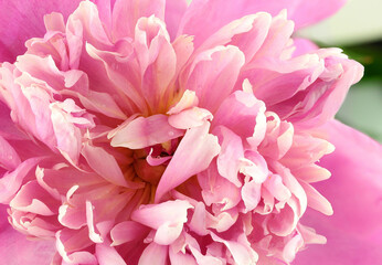 close up of peony