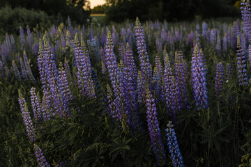 field of lupines