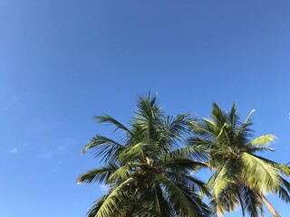 Fototapeta premium palm trees against blue sky
