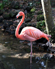 Flamingo bird stock photo. Flamingo close-up profile view by the water displaying body, wings, long neck, beak, long legs in its habitat with a blur moss rocks background. Image. Picture. Portrait