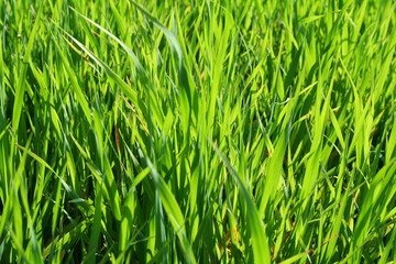green grass background
