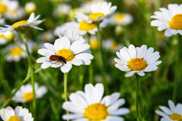 Beetle is on the bright medicinal chamomile on the field