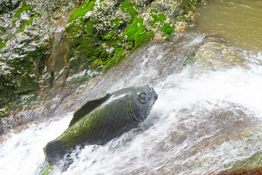 鯉の滝登りのモニュメント　The stone monument of carp looks like climbing a waterfall 