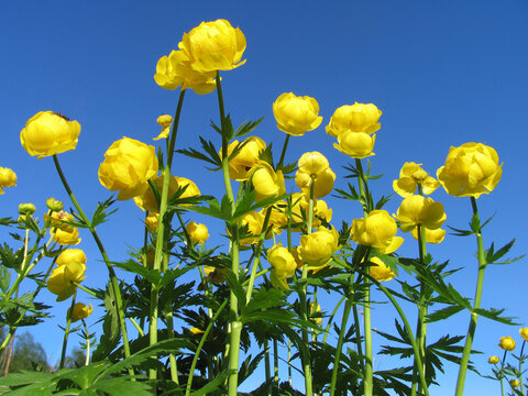 Yellow Flowers On Blue Sky