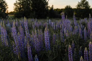 field of lupines