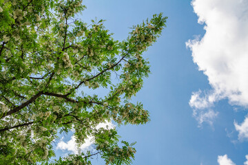 Flowering branches with white flowers of acacia against a blue sky