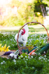 vegetables in a basket on the grass with white heck watching it