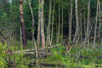 Forest landscape with swamp and plants reflected in an water at sunset