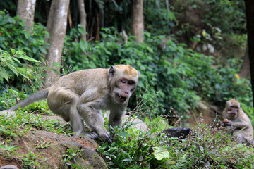 Monkeys that live in the forests of Kaliurang, Yogyakarta, Indonesia.