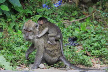 Monkeys that live in the forests of Kaliurang, Yogyakarta, Indonesia.