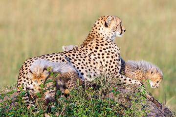 Idyllic scene with cheetahs with cubs