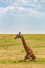 Giraffe resting on a beautiful savanna