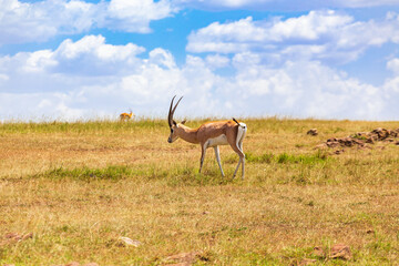 Grant's gazelle on the savanna in Masai mara nature reserve