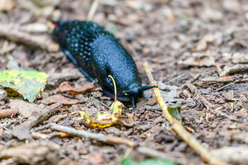 Crawling black slug on the ground in the woods