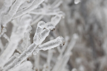 Grass covered with ice