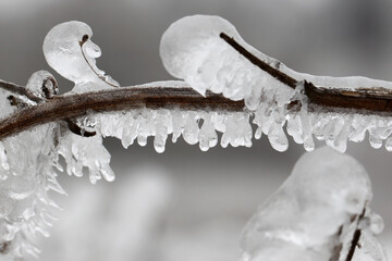 Grass covered with ice