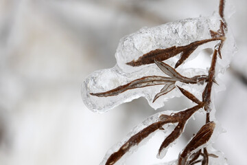 Grass covered with ice