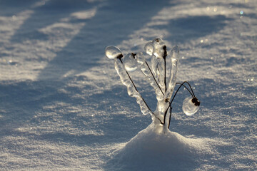 Grass covered with ice