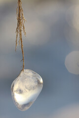 Grass covered with ice