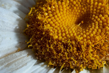 Close-up chamomile daisy flower with yellow nectar. Macro effect photo © XELAR