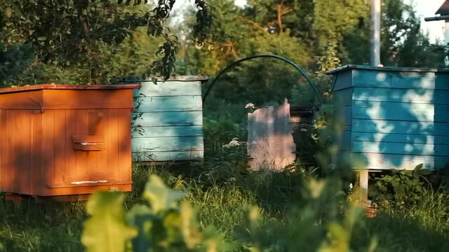 Close up of old wooden hive with bees on a sunny day at the vegetable apple garden in countryside. Bees flying around hive. Sunset summer time.