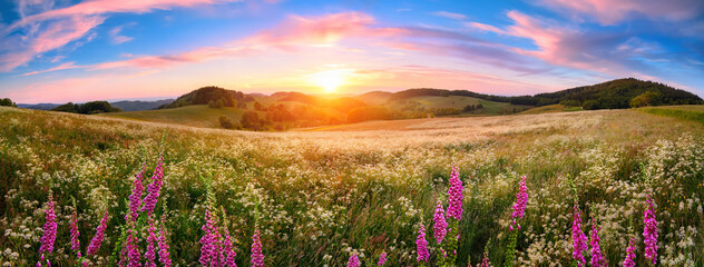 Panoramic sunset over a vast blossoming meadow landscape, with flowers in the foreground, hills on...