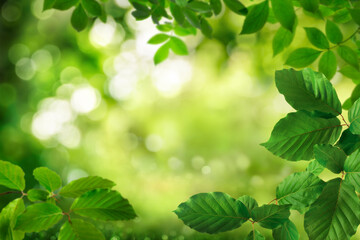Green foliage framing a beautiful bokeh nature background with the shimmering leaves as bright...