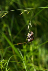 Two Green June Beetles are mating on a herb in summer.