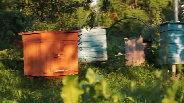 wooden old hive with bees on a sunny day at the vegetable garden in countryside. Bees flying around hive. Sunset summer time.