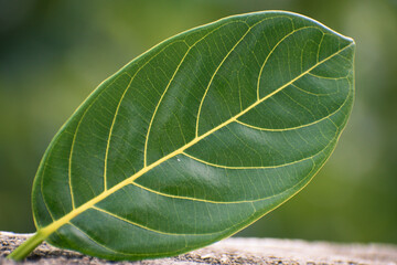 Close up of jack fruit leaf. Venation pattern in jack fruit leaves.