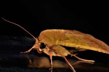 Hofmannophila pseudospretella butterfly close up, black background
