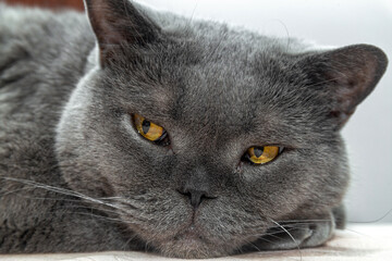 British shorthair cat with amber eyes idly looks at the camera