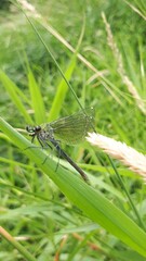 A green dragonfly on a green leaf