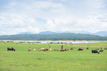 A buffalo eating grass on a meadow Background blurry water and mountain at Vajiralongkorn Dam, Kanchanaburi , Thailand.